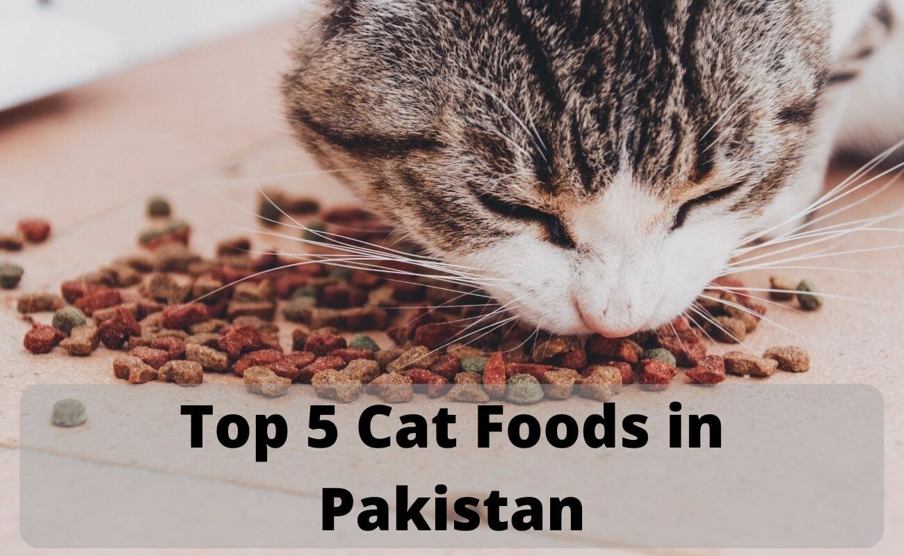 5-best-cat-food-in-pakistan-price-in-pakistan